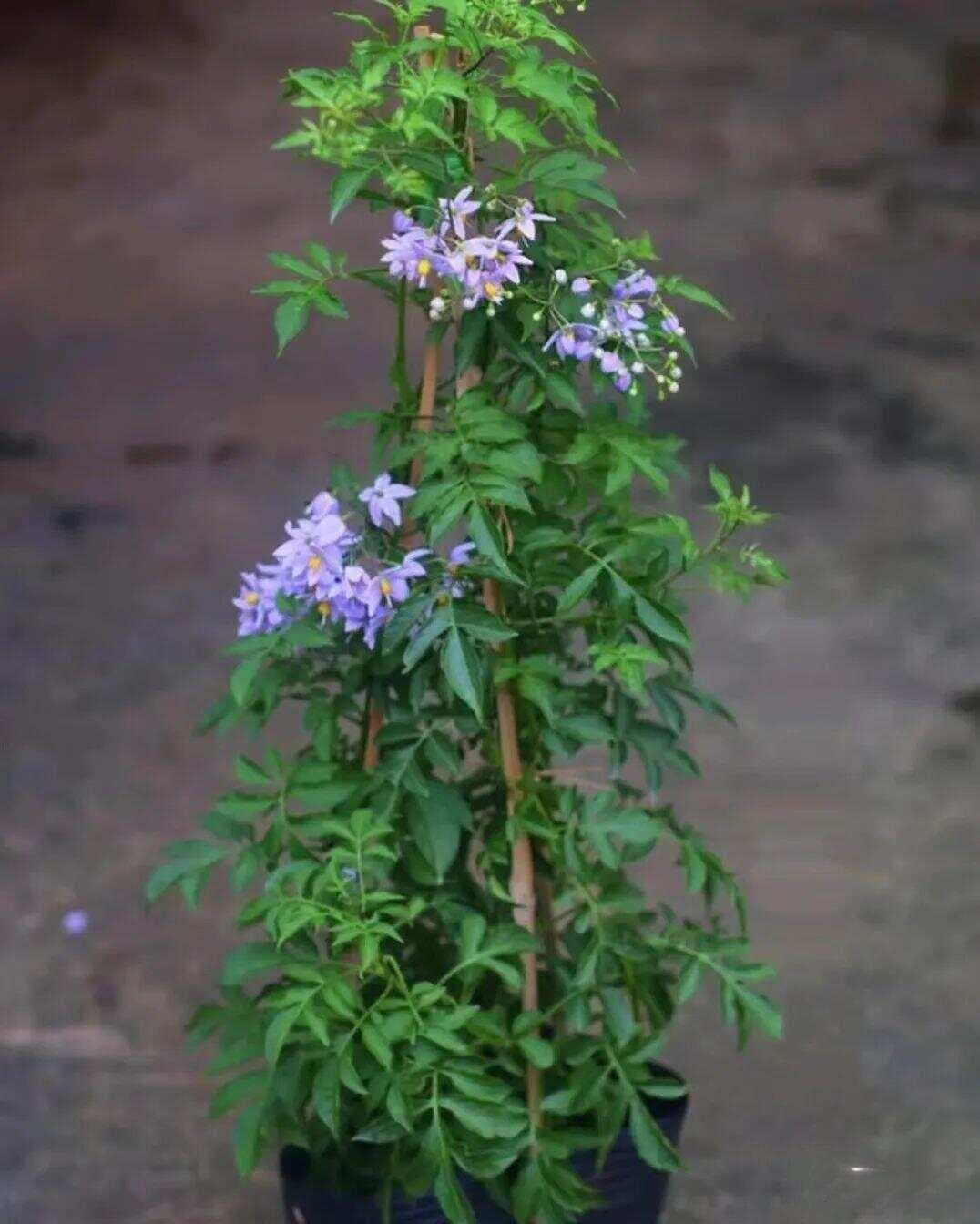 【原】超过大半年都在开花的蓝色悬星藤，适合养花盆里的藤本花