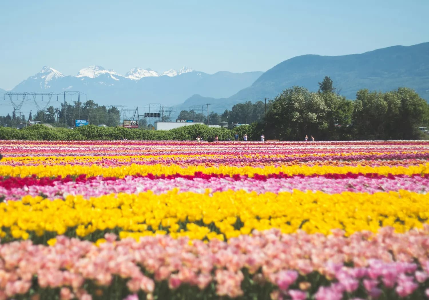 2024春季伊犁攻略：花海、草原与雪山的壮丽交响