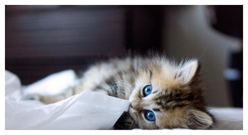 注射猫三联，注意时效与流程。