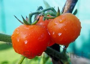西瓜种植全过程图文结合，西瓜种植全过程