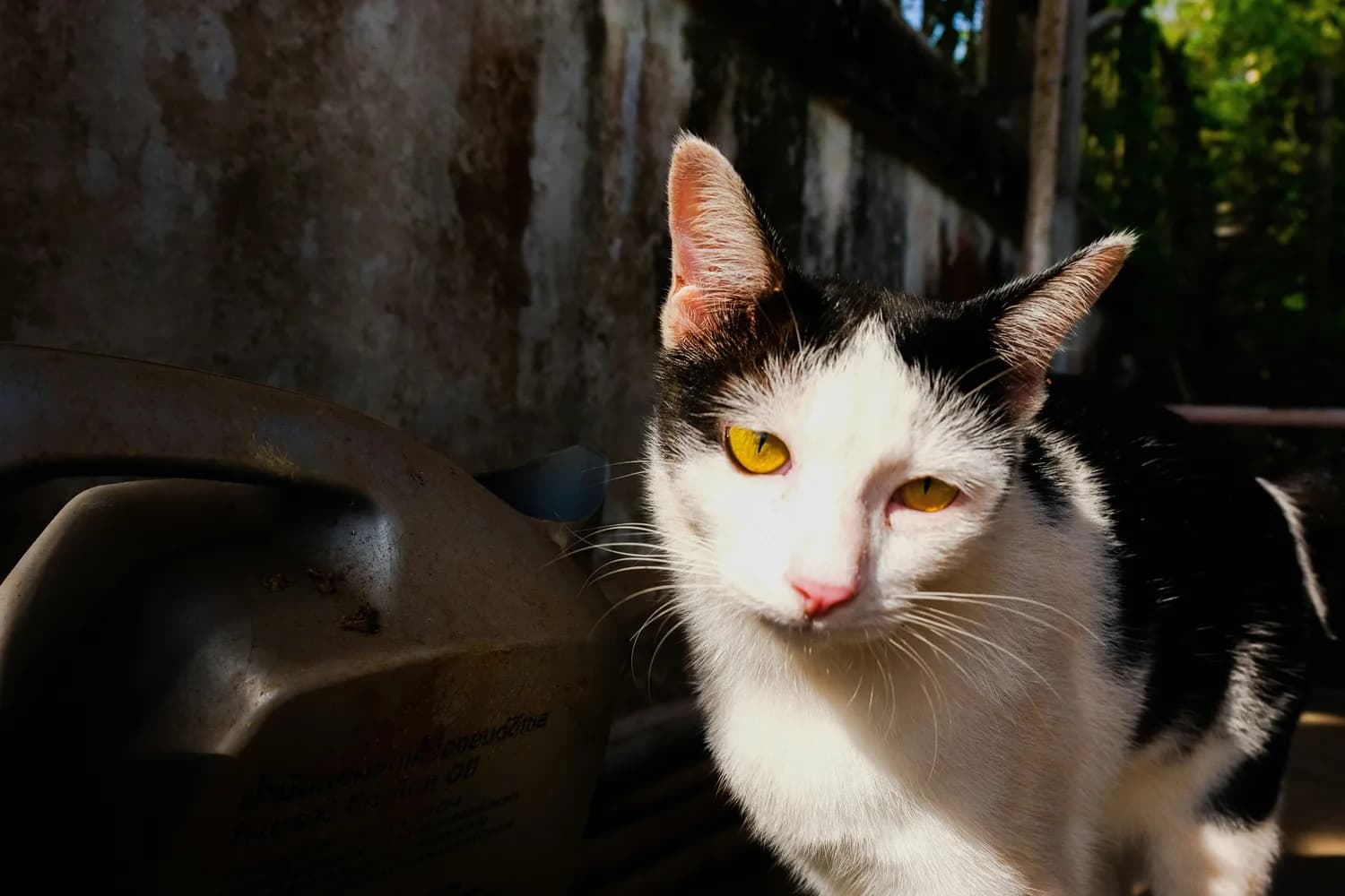 上海拟将流浪猫管理纳入养犬条例，创新模式引关注