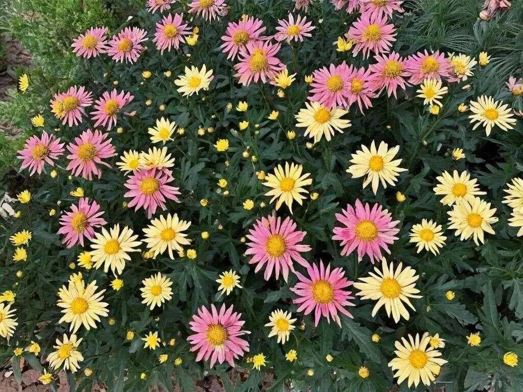 摇曳在古诗词里的菊花，如此美丽，如此迷人