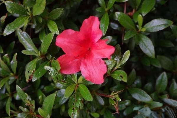 杜鹃花的养护技巧和注意事项
