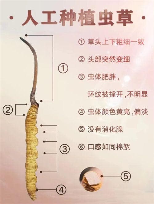 冬虫夏草和洋姜搭配一起的5种吃法