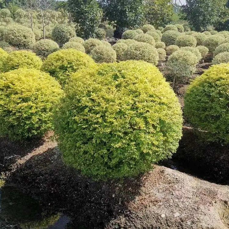 亮晶女贞怎么养才能更旺盛