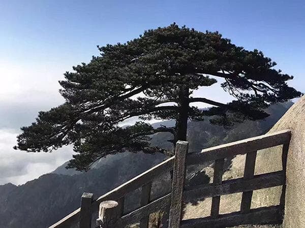 樟子松板材的特点与优缺点分析