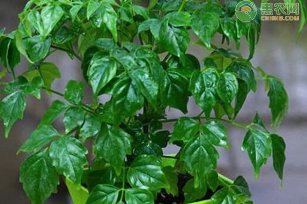 一文掌握幸福树养护要点，6大技巧让植株茁壮成长