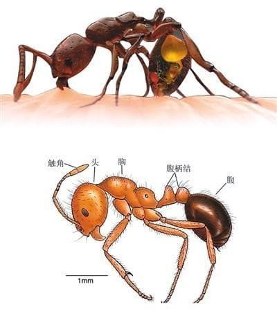 入侵中国20年，红火蚁已扩散至12省份，九部门启动联防