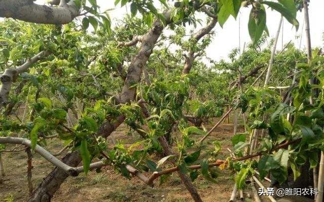 果树蚜虫防治新方法：土壤处理法效果好、持效期长