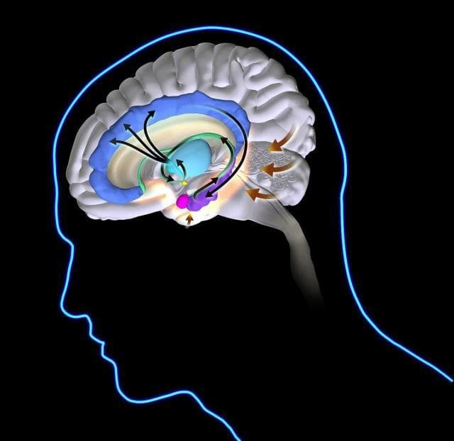心理学术语：杏仁核（Amygdala）