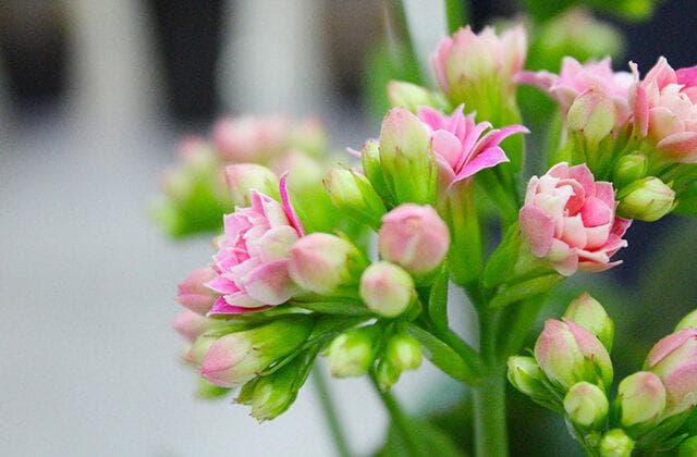 长寿花怎么养？从光照到病虫害防治的全方位指南