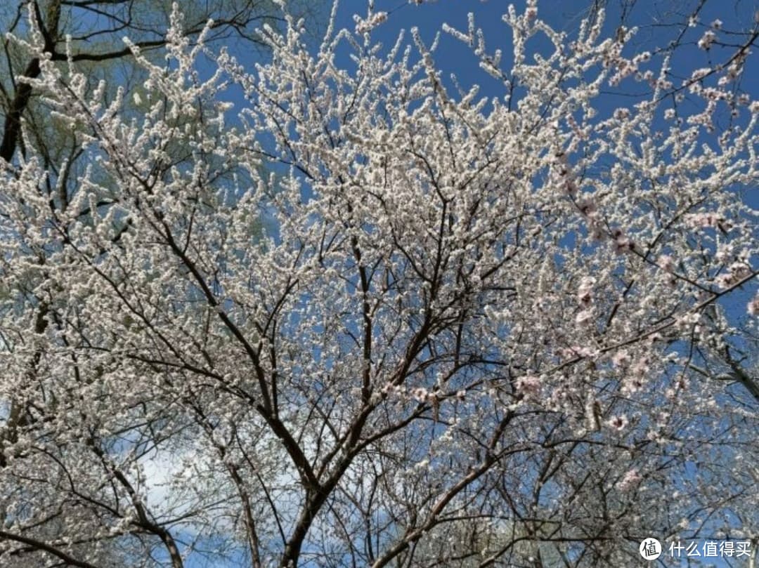 北京玉渊潭三月赏花游记：春光里的浪漫邂逅