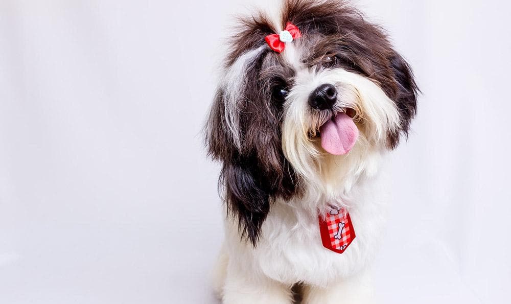宠物犬的口腔护理及洁牙