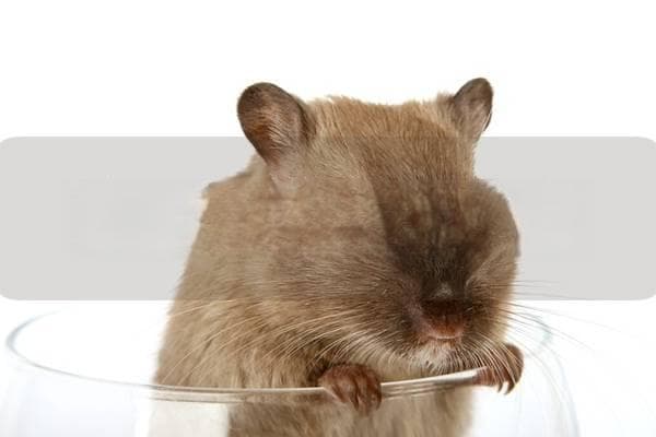 仓鼠肠子出来怎么办？如何有效处理这一紧急情况，保障仓鼠健康