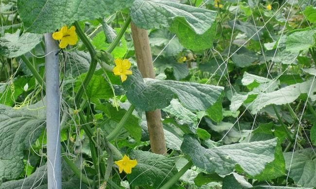 丝瓜采摘上市时间与季节特点（了解丝瓜的成熟期，享受最佳口感）