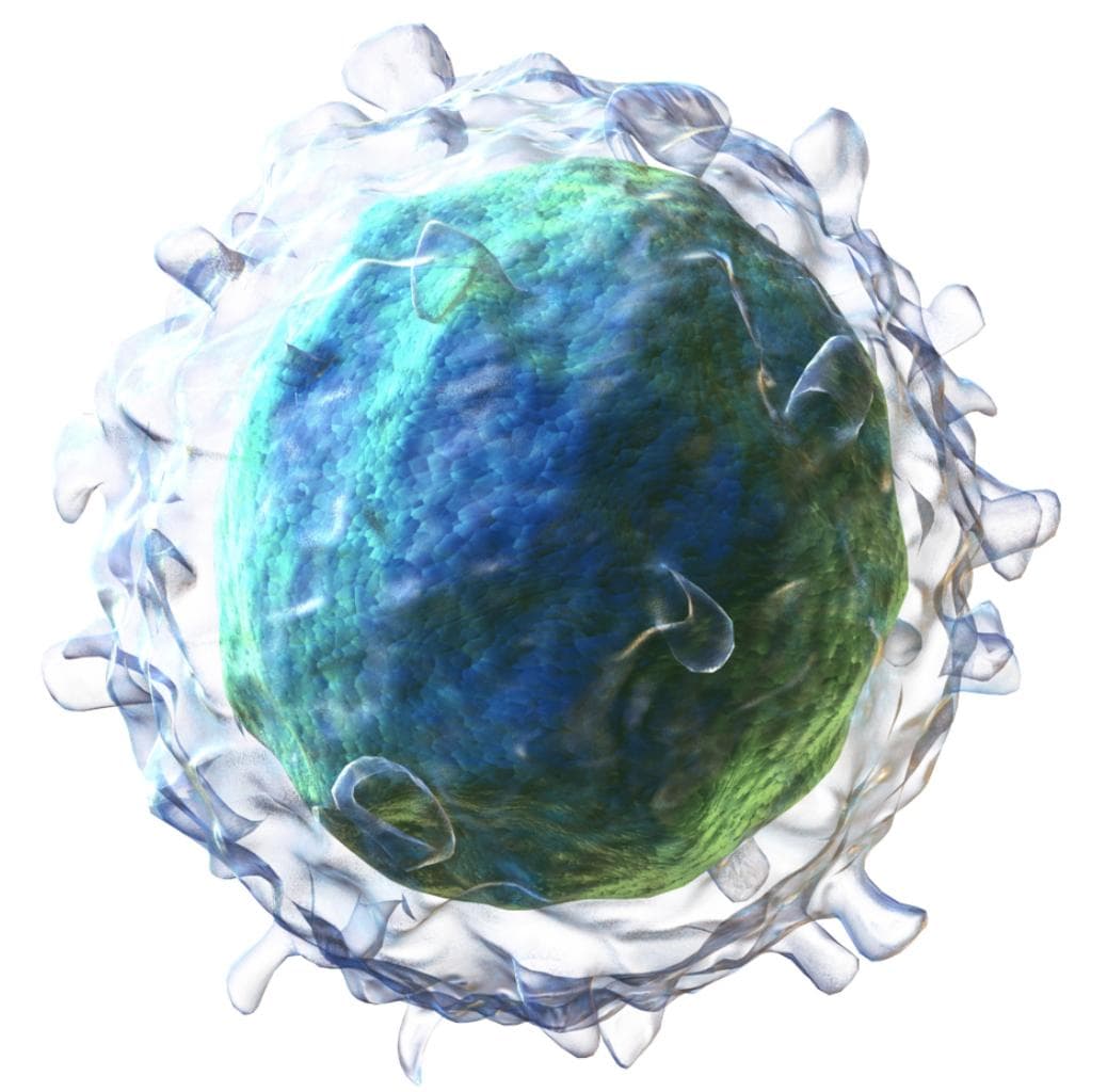 看透一个免疫细胞：B cell