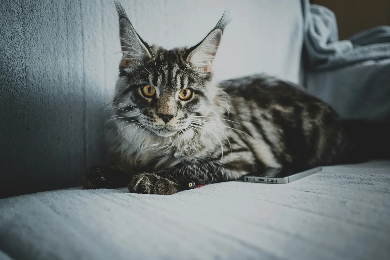 缅因猫为啥长得慢？揭秘猫咪成年秘密
