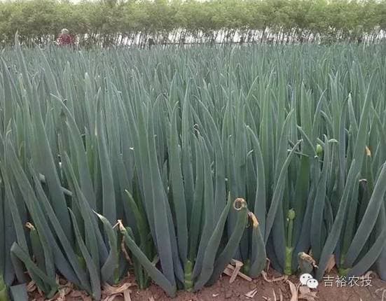 大葱栽培技术完整版(栽培、施肥、除草、病虫害等要领)