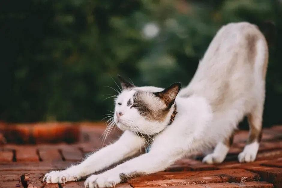猫咪一生，真的只认一个猫奴吗？