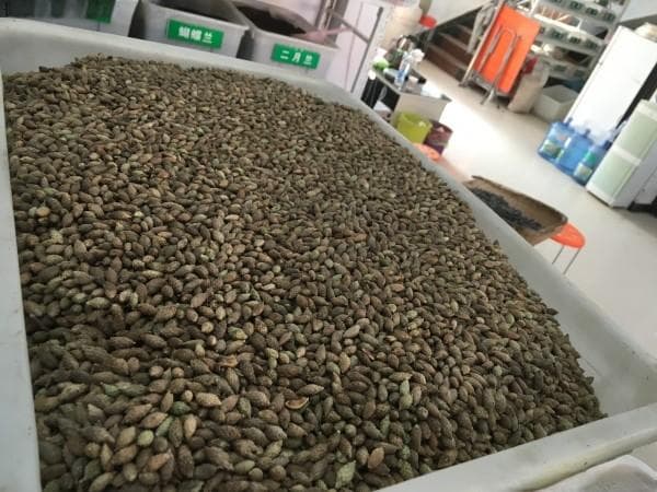 橄榄什么时候播种？附40种常见树木种子推荐