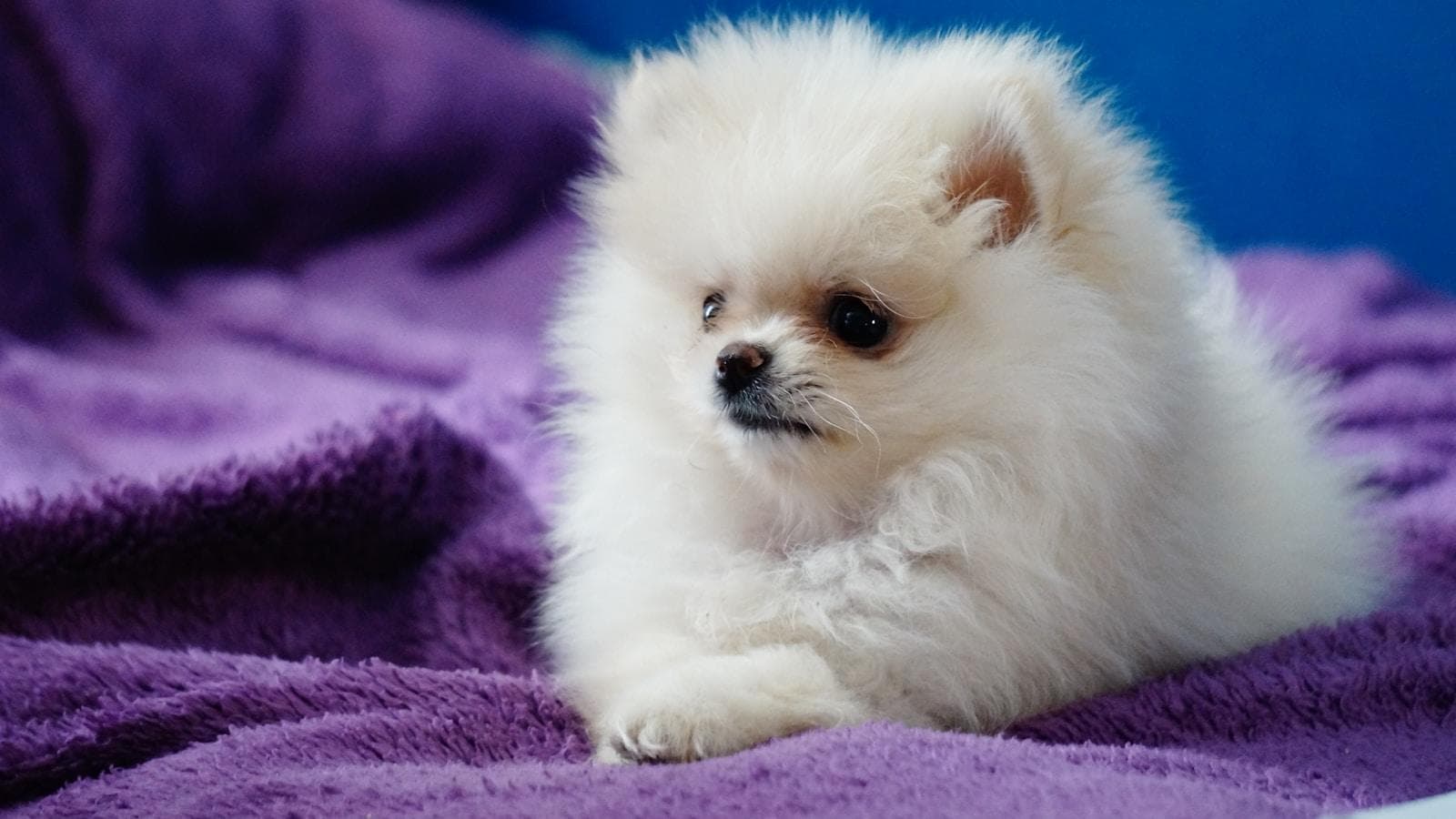 如何让博美犬更好地理解口令