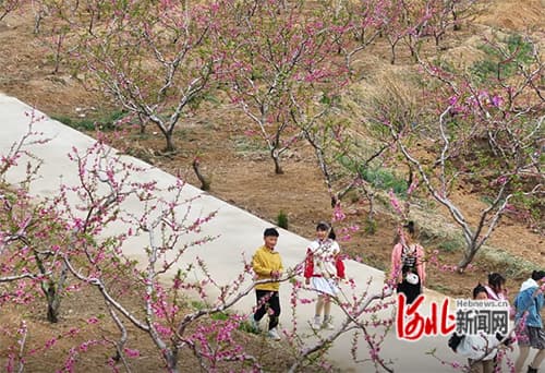 秦皇岛抚宁区：昔日穷山沟，变身“桃花源”