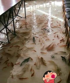 流化床过滤技术解析：翻滚滤材能否让鱼儿畅游无忧？