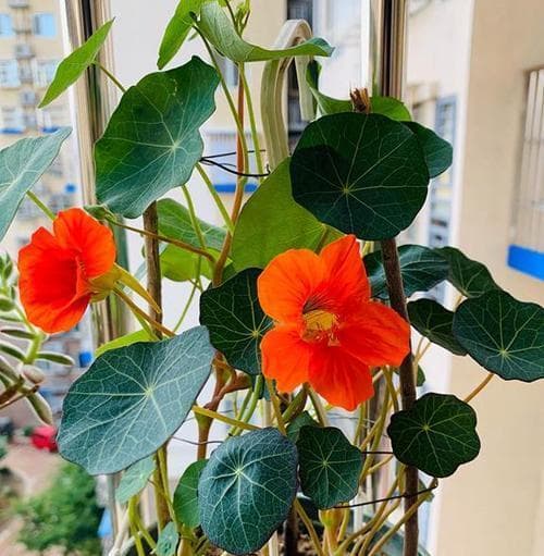 旱金莲是多年生植物吗？如何区分旱金莲的生长周期？