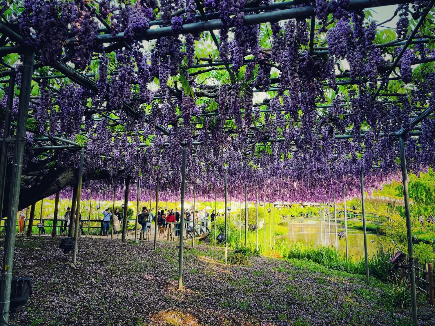 新都桂湖公园&漫花庄园：春日打卡圣地！🌸