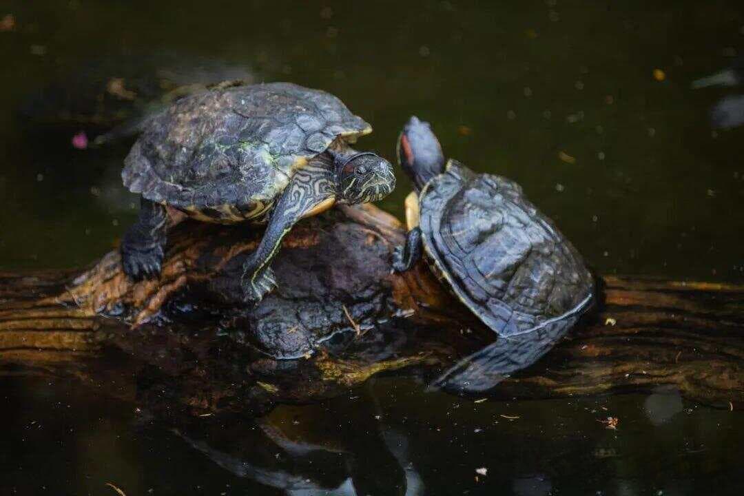 乌龟在多少度才会进食？揭秘温度对乌龟食欲的影响