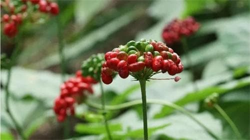 人参花的神奇功效与吃法 人参花的作用相同吗