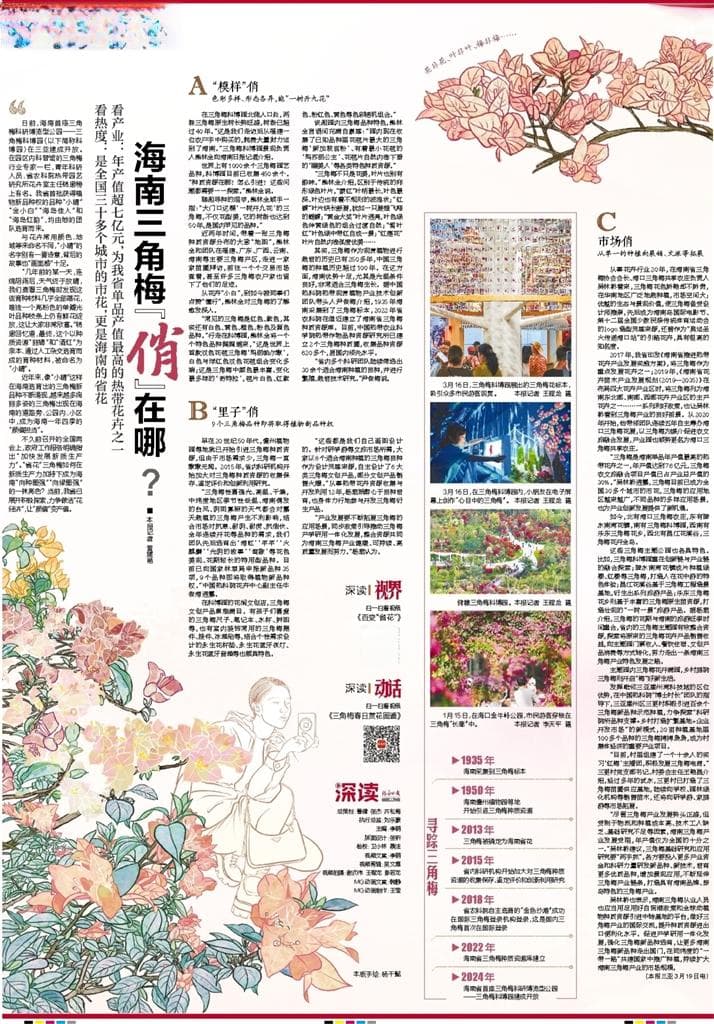 深读 | 海南三角梅“俏”在哪?
