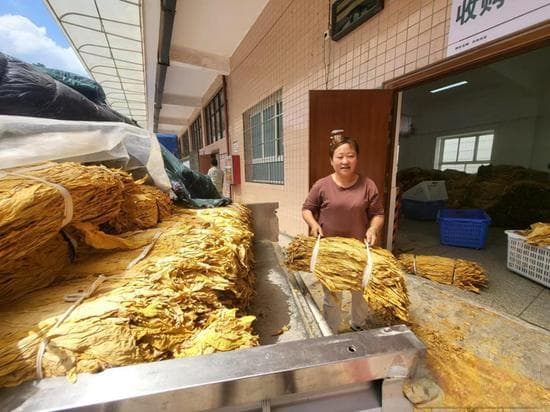 修文乡村女性务农致富先行者罗金兰