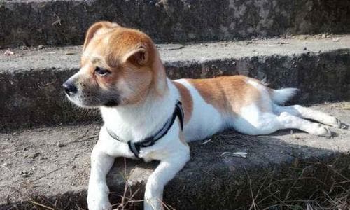 中华田园犬饲养全攻略：打造健康快乐的宠物生活