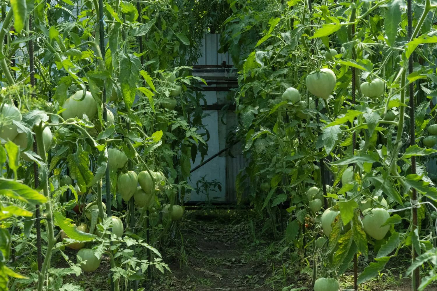 创新玩法加精良制作，《植物大战僵尸》如何风靡全球