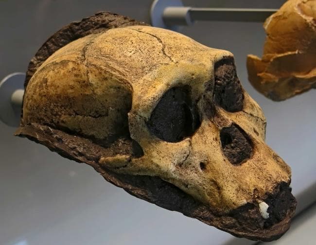 198万年前南方古猿源泉种：连接猿人与人类的关键发现