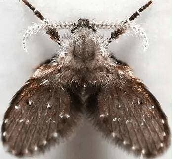 你家卫生间就有！这种小黑虫看起来像“厕所氛围组”，实则……
