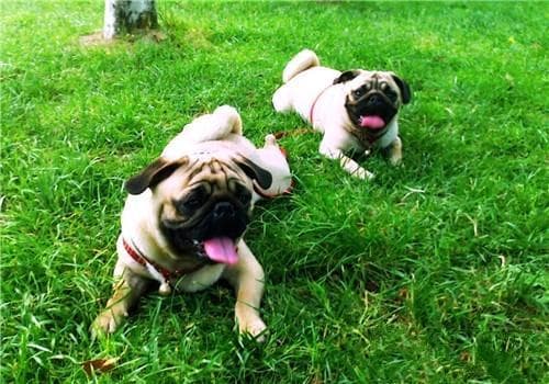 犬传染性肝炎的临床症状及防治措施