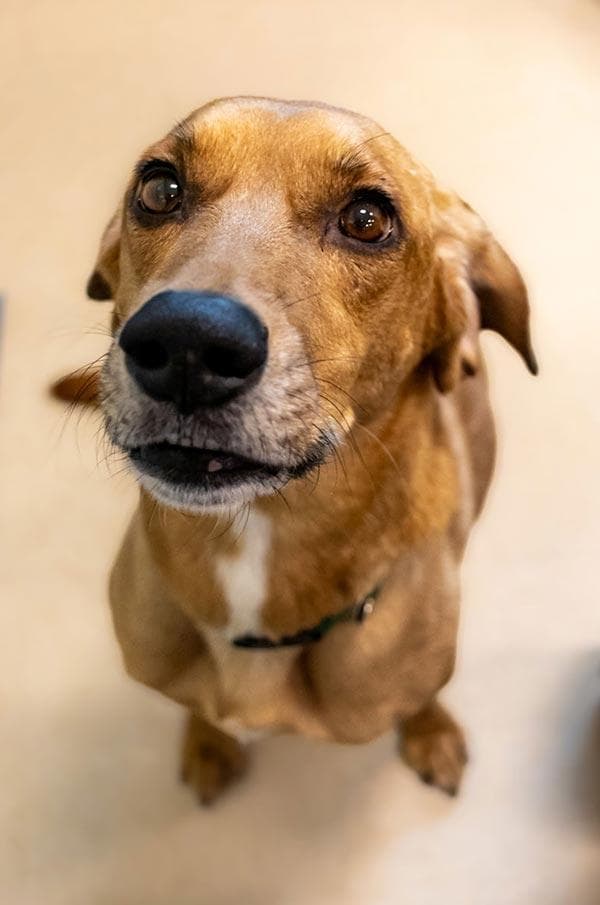 狗狗脱敏训练指南：如何帮助你的爱犬克服恐惧