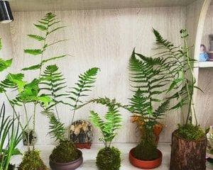 苔藓的生长习性（探究苔藓的喜光程度及其生态适应性）