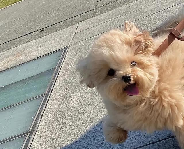 这几种冷门狗狗太可爱了，你见过吗？