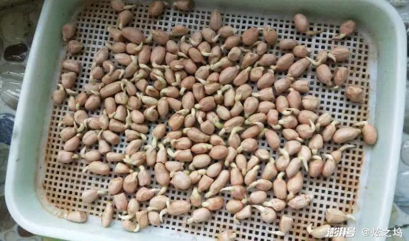 营养误区：不是所有发芽食物都安全，这些别乱吃