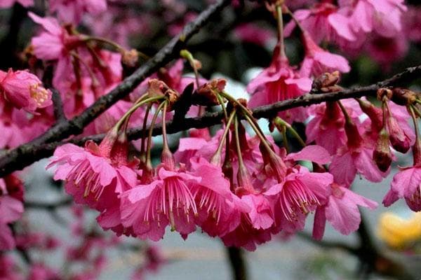 日本晚樱：从特征到种植的全方位指南