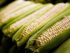 玉米期货的交易要点有哪些？这些要点在实际操作中如何把握？
