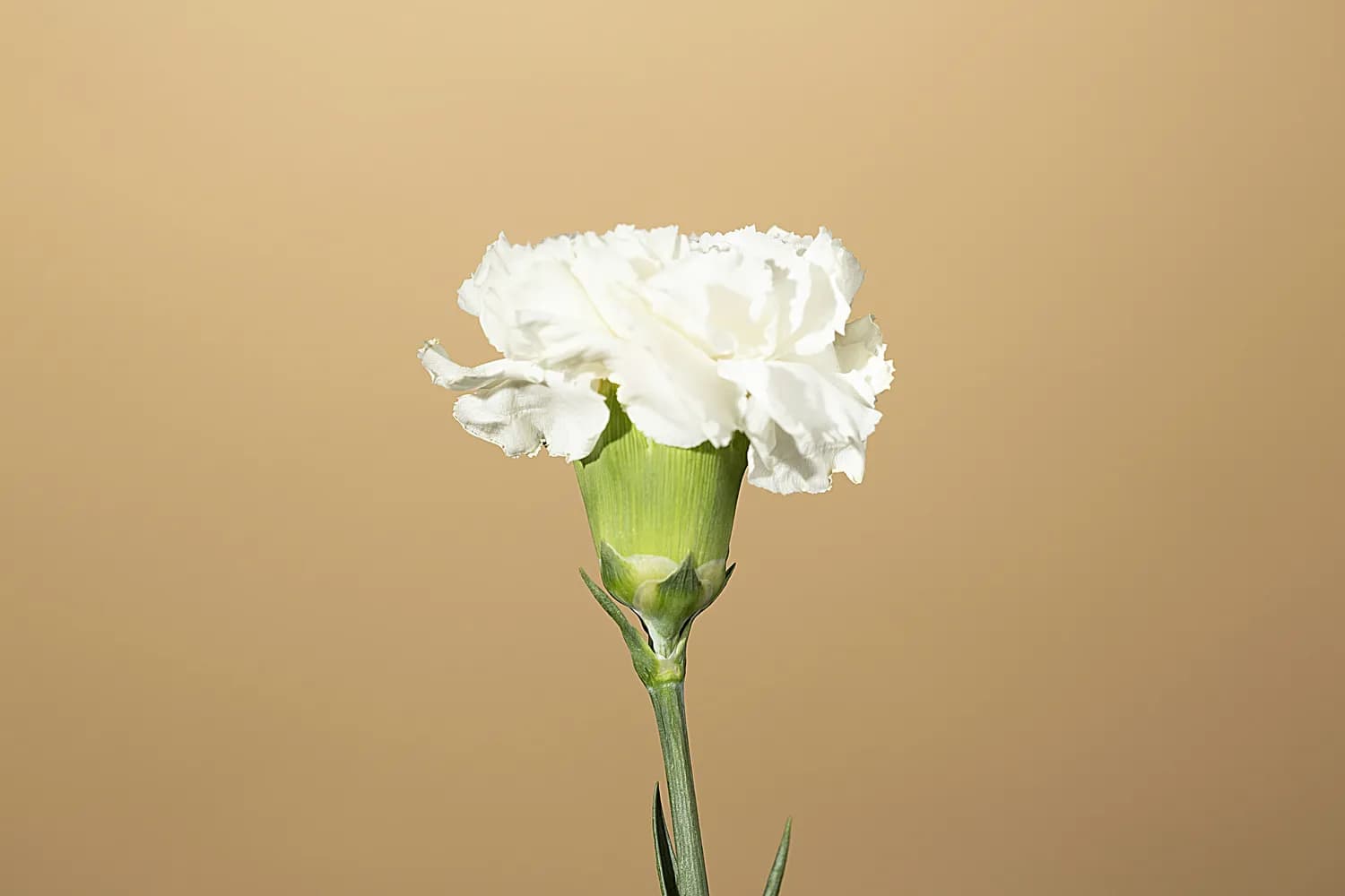 母亲祭日：鲜花寄哀思，祭文诉衷肠