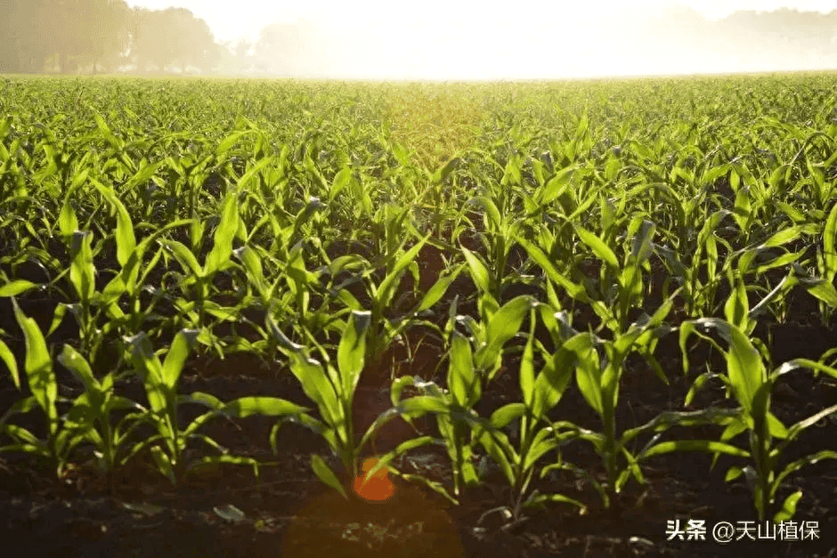 2024年玉米拔节前密植高产精准调控技术要点