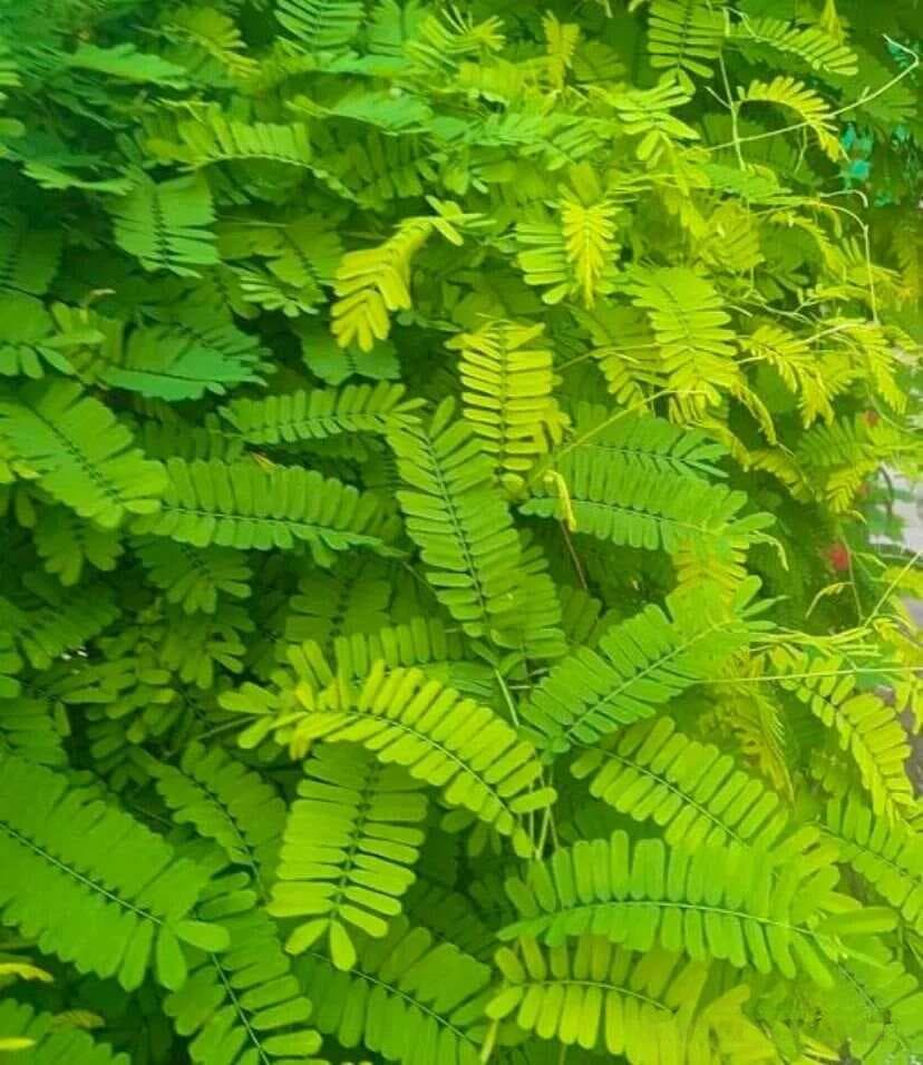 中药材科普：鸡骨草的功效与使用禁忌