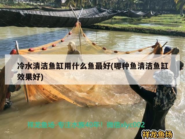 冷水清洁鱼缸用什么鱼最好(哪种鱼清洁鱼缸效果好)