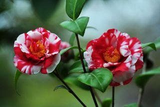 山茶花的养殖方法