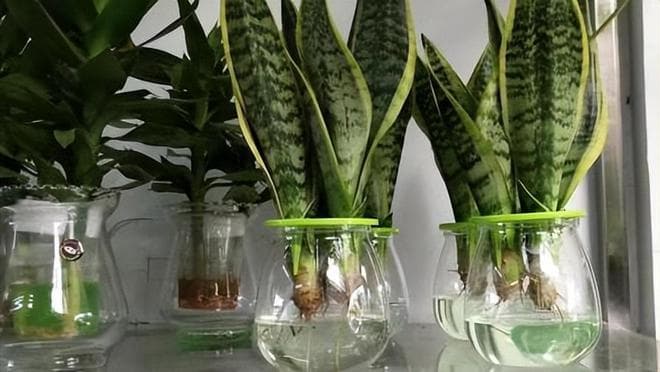 虎皮兰可以水培吗？详细步骤与养护要点全解析